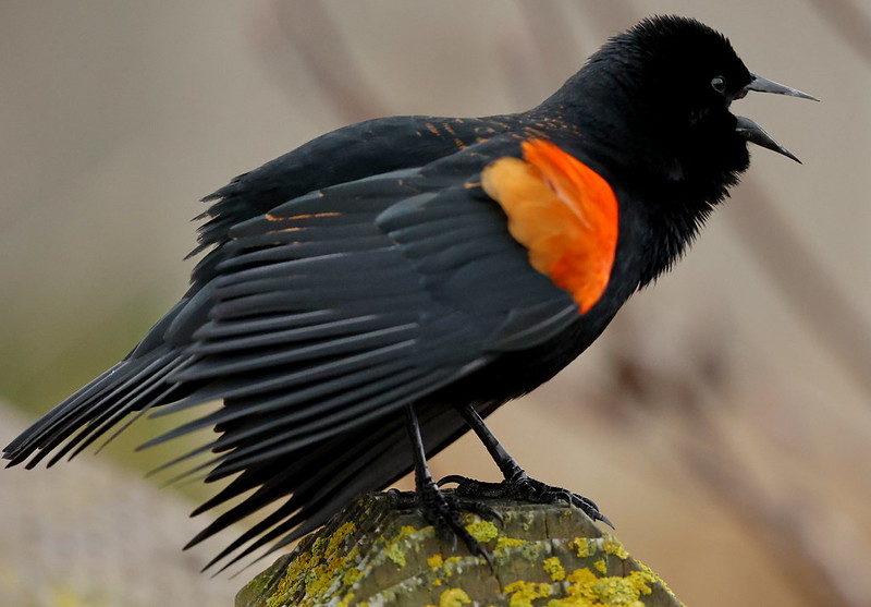 Delta Naturalists Outing to Iona Beach Regional Park, March 4, 2026