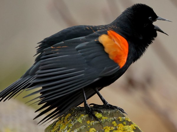 Delta Naturalists Outing to Iona Beach Regional Park, March 4,&nbsp;2026