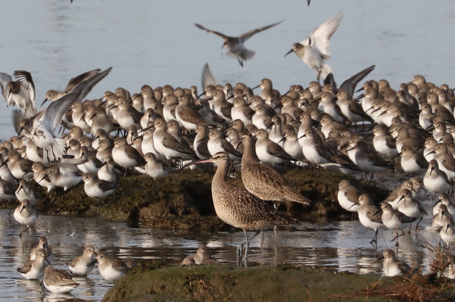 Delta Naturalists Outing to Tsawwassen Ferry Causeway & Tsawwassen First Nation Dyke, March 23, 2026