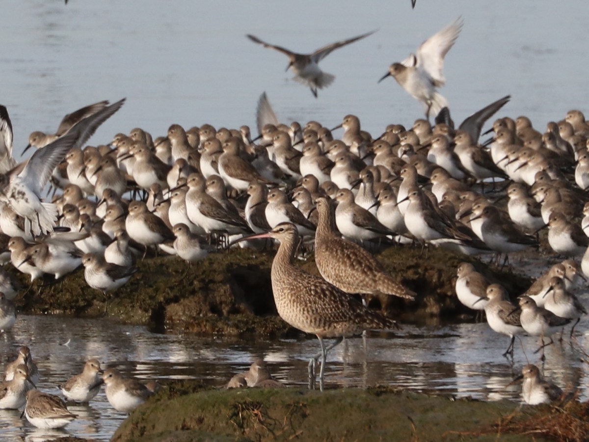 Delta Naturalists Outing to Tsawwassen Ferry Causeway & Tsawwassen First Nation Dyke, March 23,&nbsp;2026