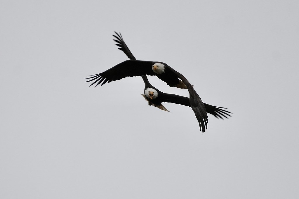 Delta Naturalists Outing to Tsawwassen First Nation Dyke, March 25, 2026