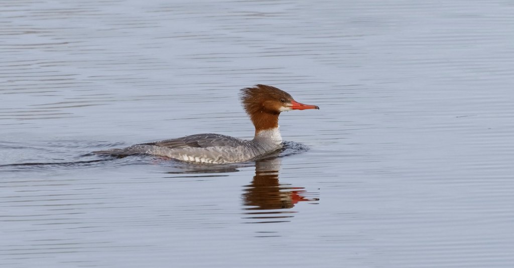 Delta Naturalists Outing to Serpentine Fen, March 31, 2026