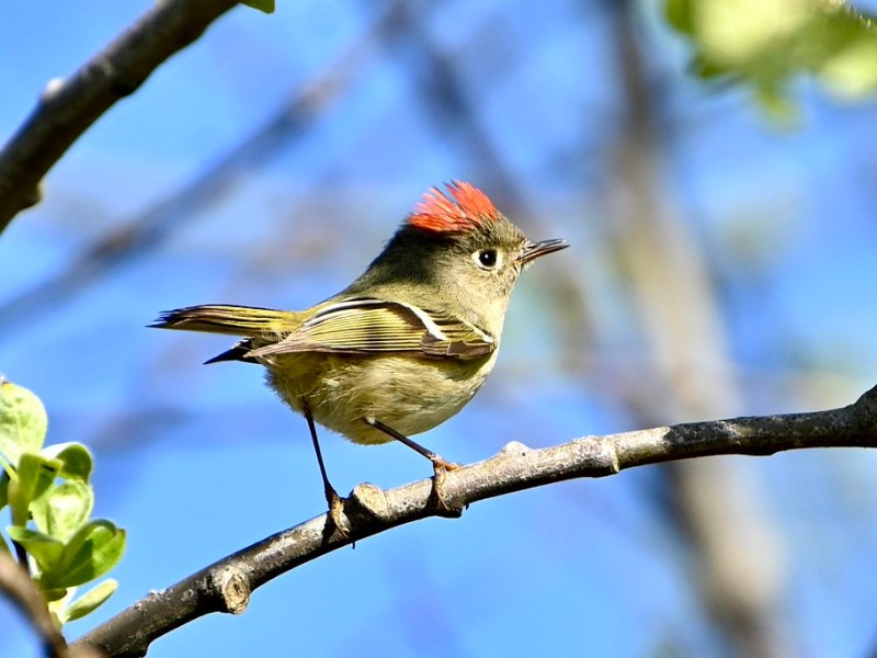 Delta Naturalists Outing to Brunswick Point, April 7,&nbsp;2026