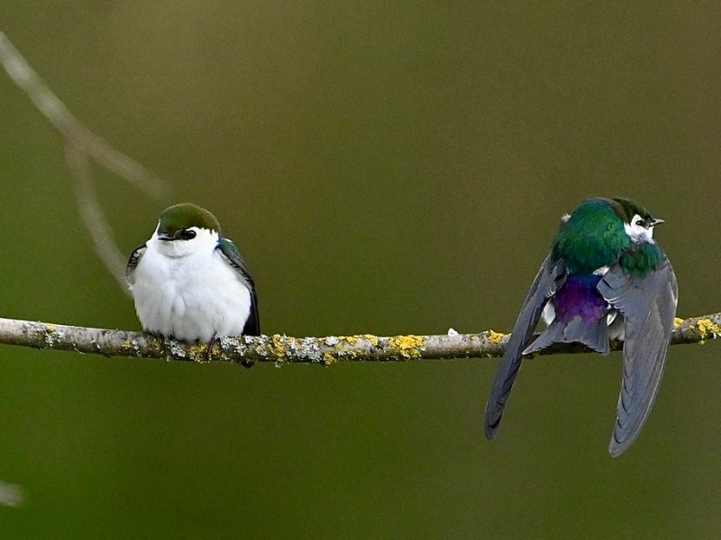 Delta Naturalists Outing to Brydon Lagoon, Hi-Knoll Park & Beach Grove&nbsp;Park