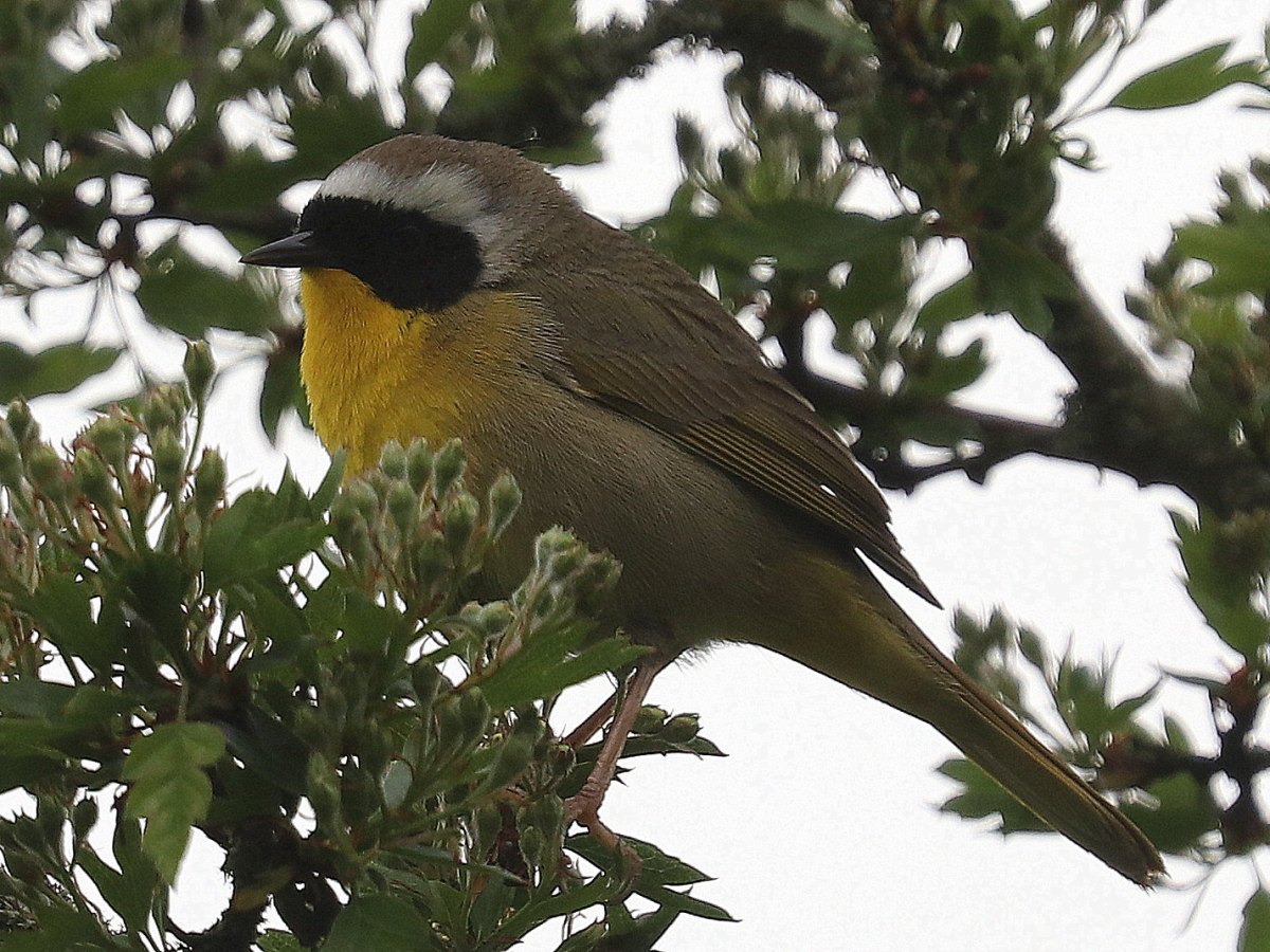 Delta Naturalists Outing to North 40 Park Reserve & Beach Grove&nbsp;Park
