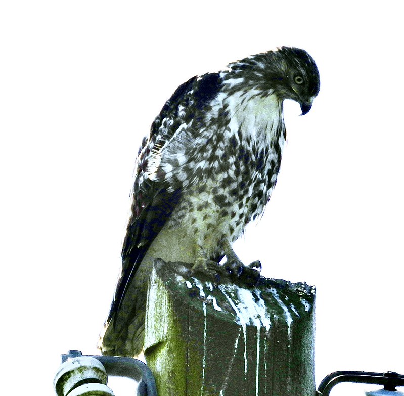 Delta Naturalists Outing to Joe Brown & Colebrook Parks, April 29, 2026