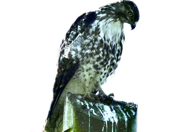 Delta Naturalists Outing to Joe Brown & Colebrook Parks, April 29,&nbsp;2026