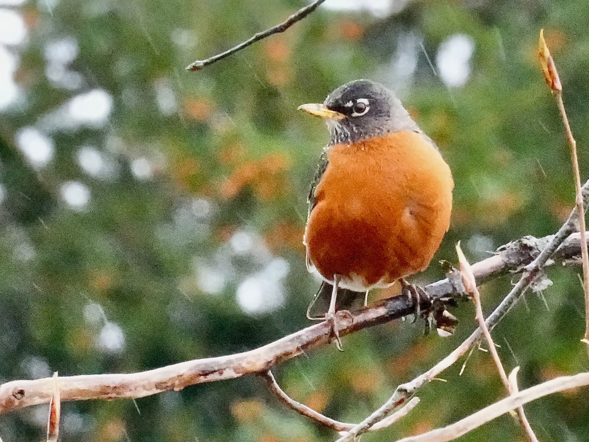 Delta Naturalists Outing to Serpentine Fen, April 1,&nbsp;2026