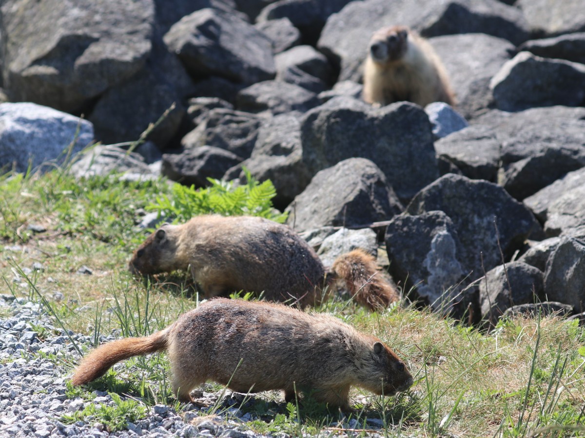Delta Naturalists Outing to Ladner Harbour Park & Tsawwassen First Nations Dyke, May 5,&nbsp;2026