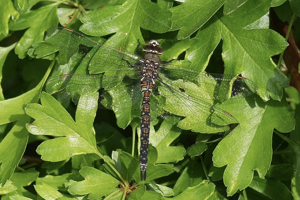 Delta Naturalists Outing to Ladner Harbour Park, May 6, 2026
