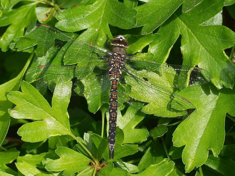 Delta Naturalists Outing to Ladner Harbour Park, May 6,&nbsp;2026