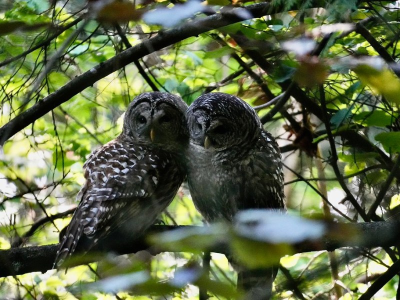 Delta Naturalists Outing to Queen Elizabeth Park, May 12,&nbsp;2026