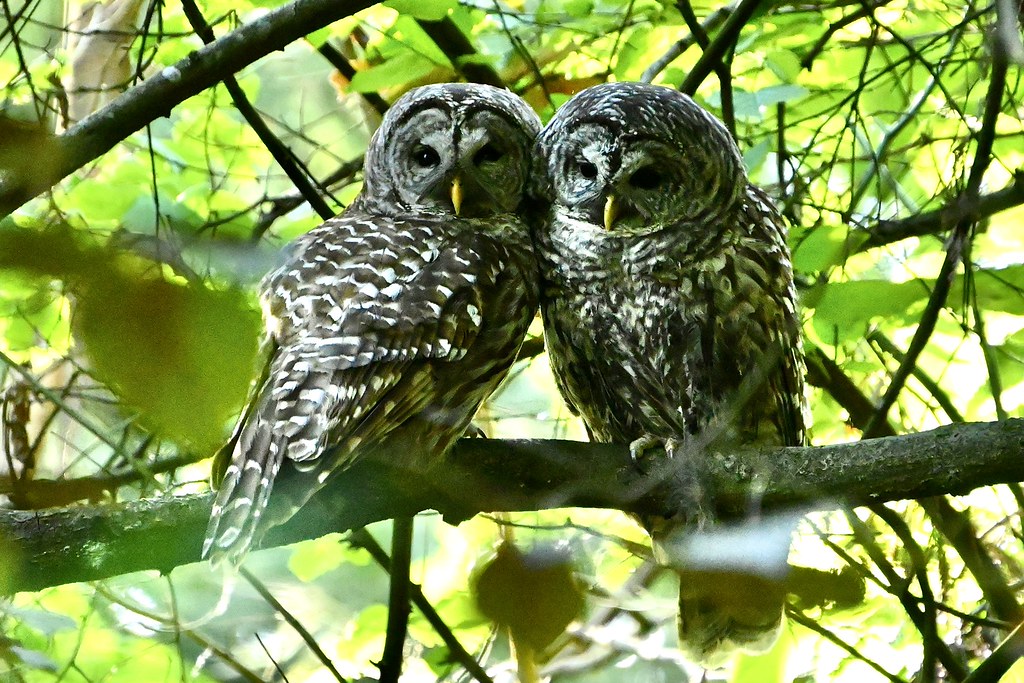 Delta Naturalists Outing to Queen Elizabeth Park, May 12,&nbsp;2026