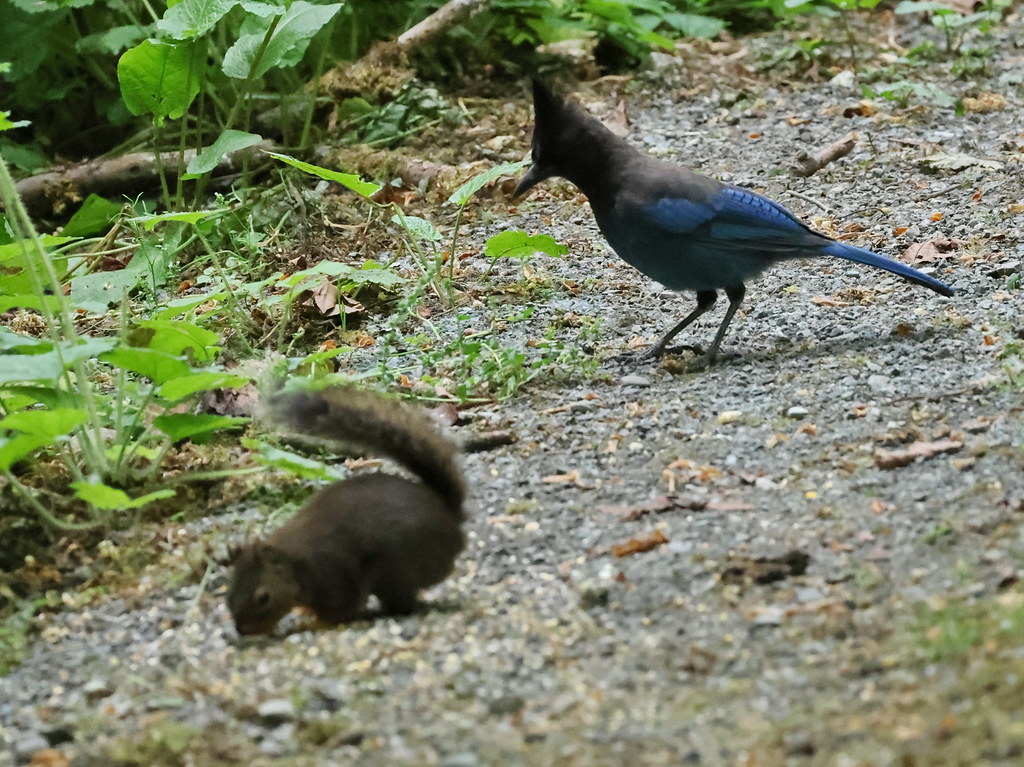 Delta Naturalists Outing to Campbell Valley Regional Park, May 19, 2026