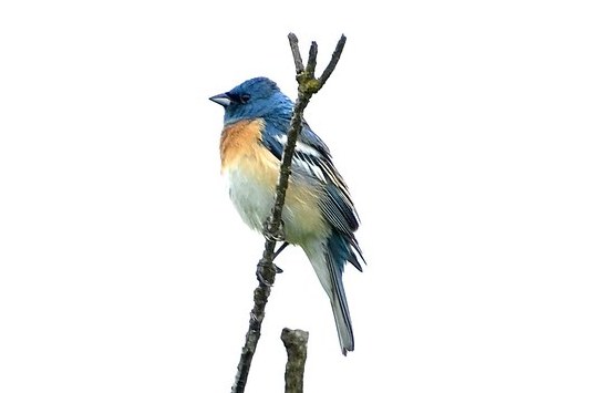 Delta Naturalists Outing to Colony Farm, May 26, 2026