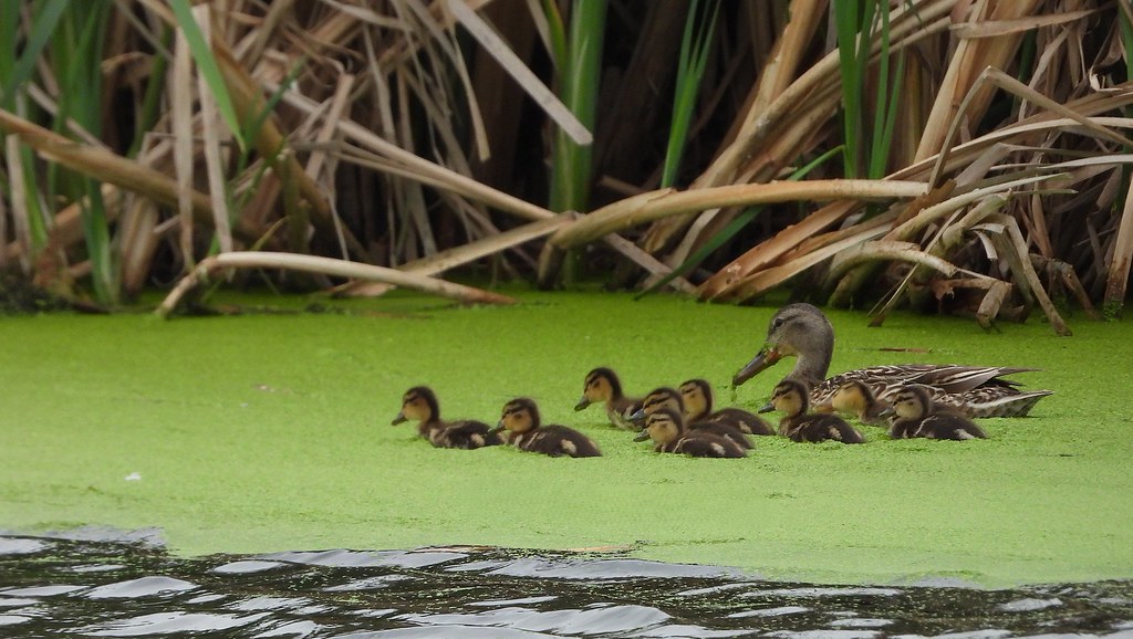 Delta Naturalists Outing to Tsawwassen First Nation Dyke & Reifel, June 3, 2026