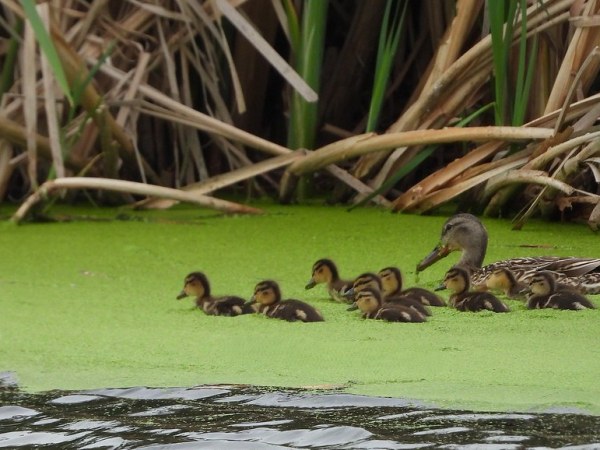 Delta Naturalists Outing to Tsawwassen First Nation Dyke & Reifel, June 3,&nbsp;2026