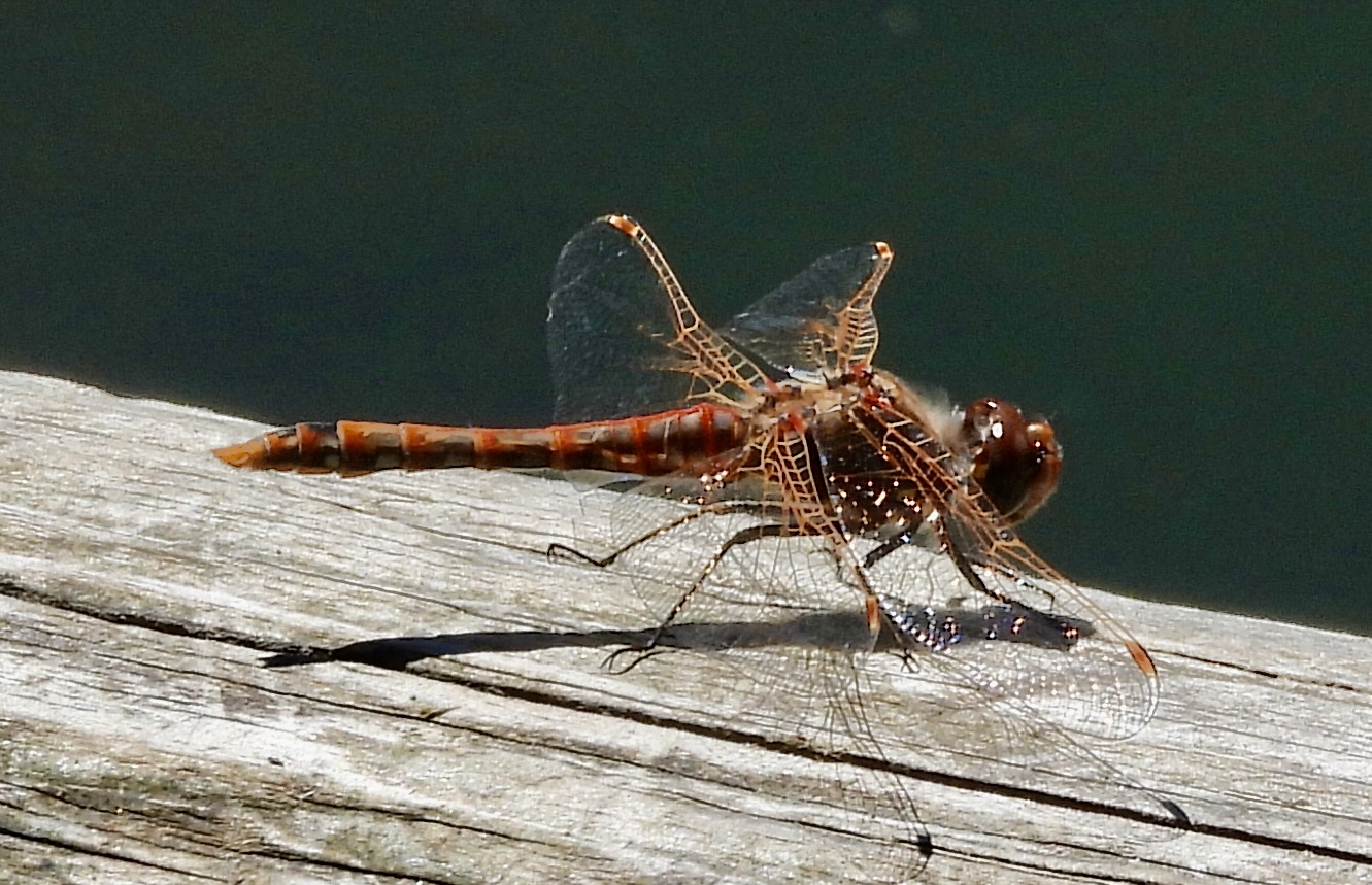 Delta Naturalists Outing to Tsawwassen First Nation Dyke & Reifel, June 2, 2026