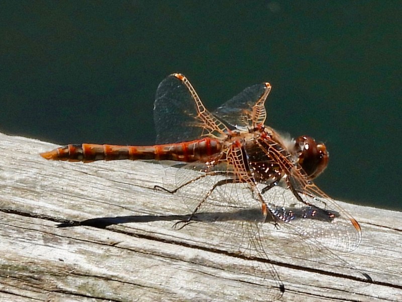 Delta Naturalists Outing to Tsawwassen First Nation Dyke & Reifel, June 2,&nbsp;2026