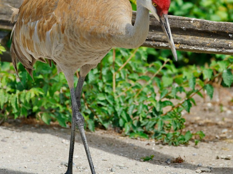 Delta Naturalists Outing to Reifel Bird Sanctuary, June 7,&nbsp;2026