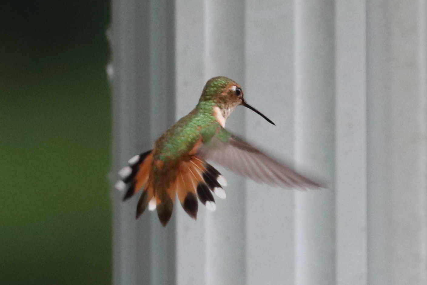 Delta Naturalists Outing to Joe Brown & Colebrook Parks, June 9, 2026