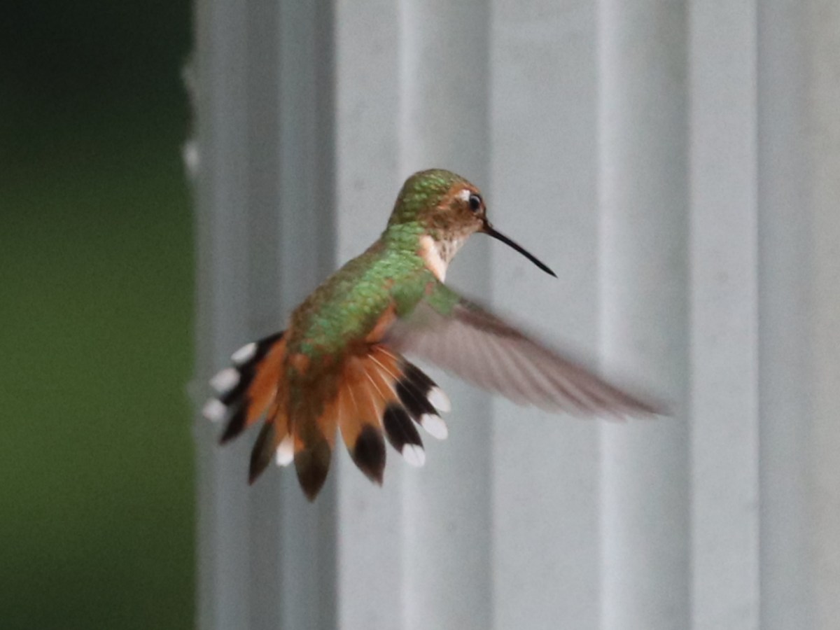 Delta Naturalists Outing to Joe Brown & Colebrook Parks, June 9,&nbsp;2026