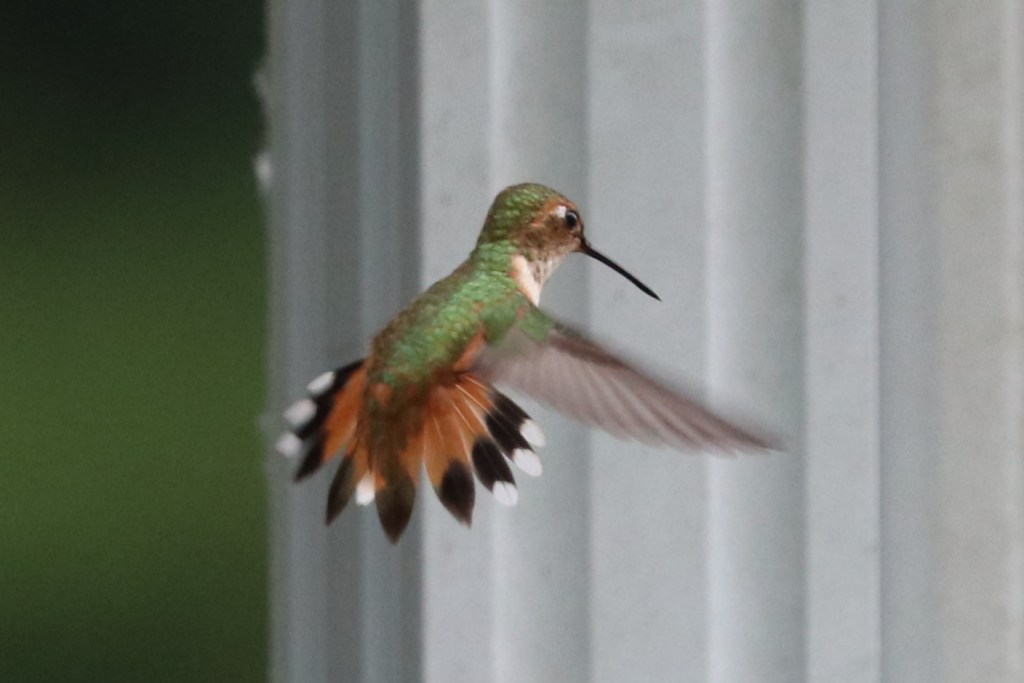 Delta Naturalists Outing to Joe Brown & Colebrook Parks, June 9,&nbsp;2026