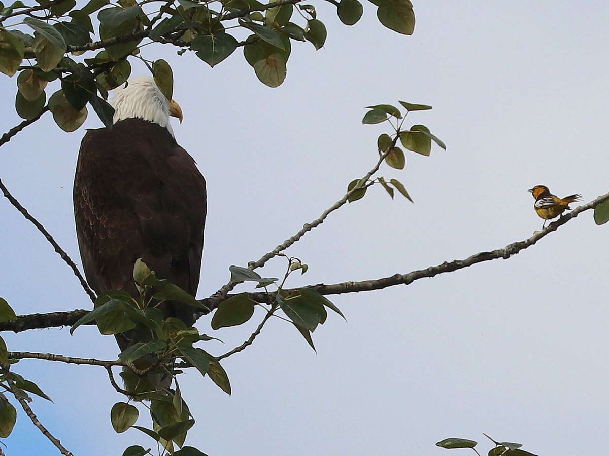 Delta Naturalists Outing to Sturgeon Slough & Pitt Lake, June 16,&nbsp;2026