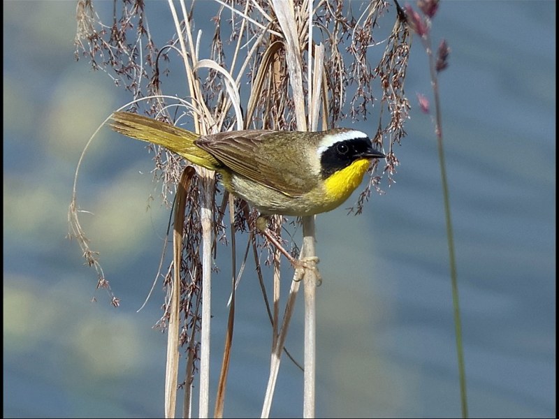 Delta Naturalists Outing to Sturgeon Slough & Pitt Lake, June 17,&nbsp;2026