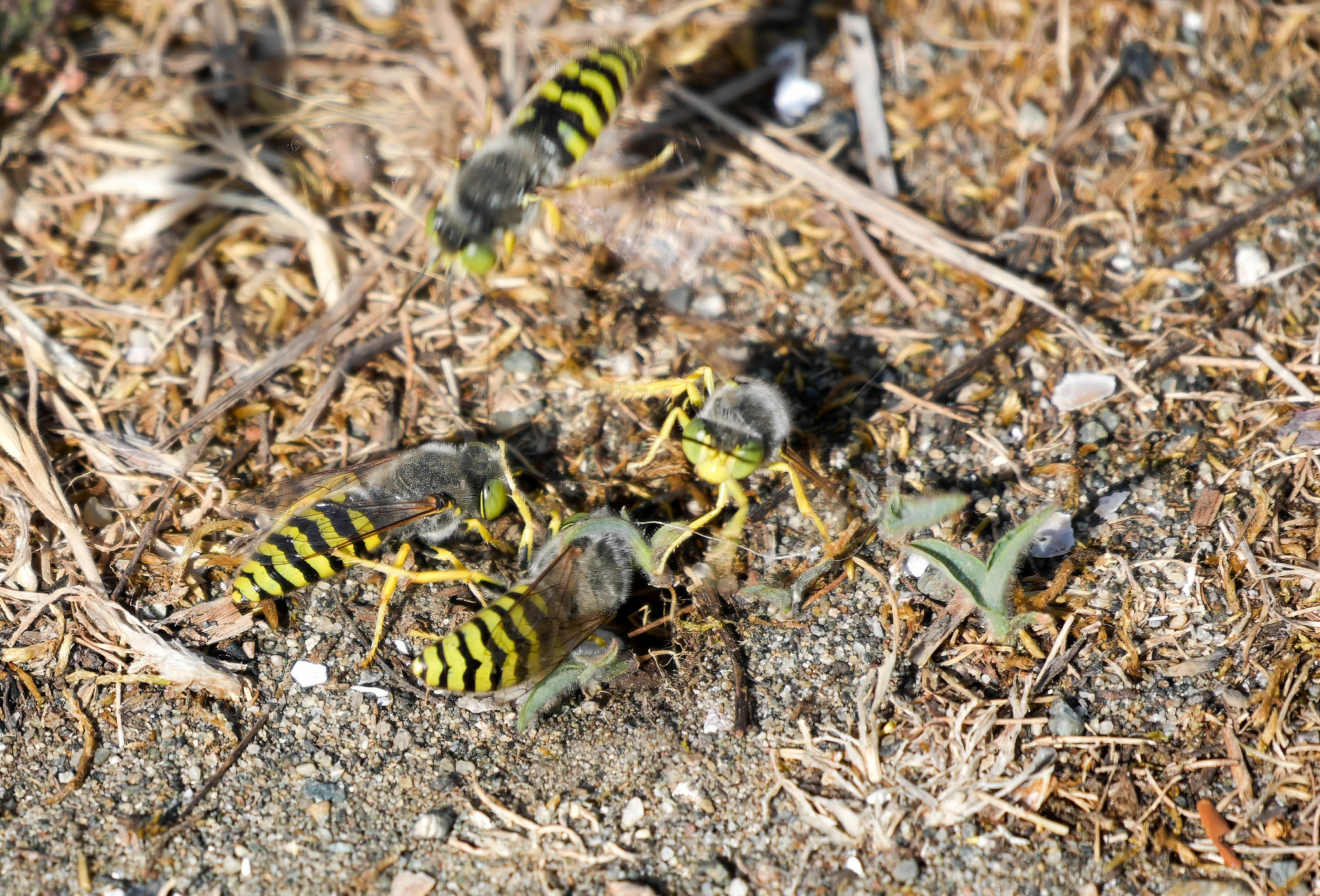 Delta Naturalists Outing to Blackie Spit, June 24, 2026