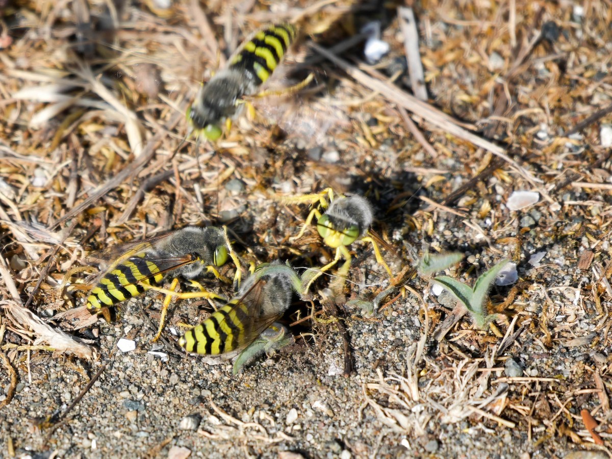 Delta Naturalists Outing to Blackie Spit, June 24,&nbsp;2026