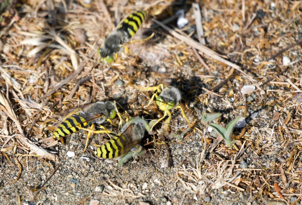 Delta Naturalists Outing to Blackie Spit, June 24,&nbsp;2026