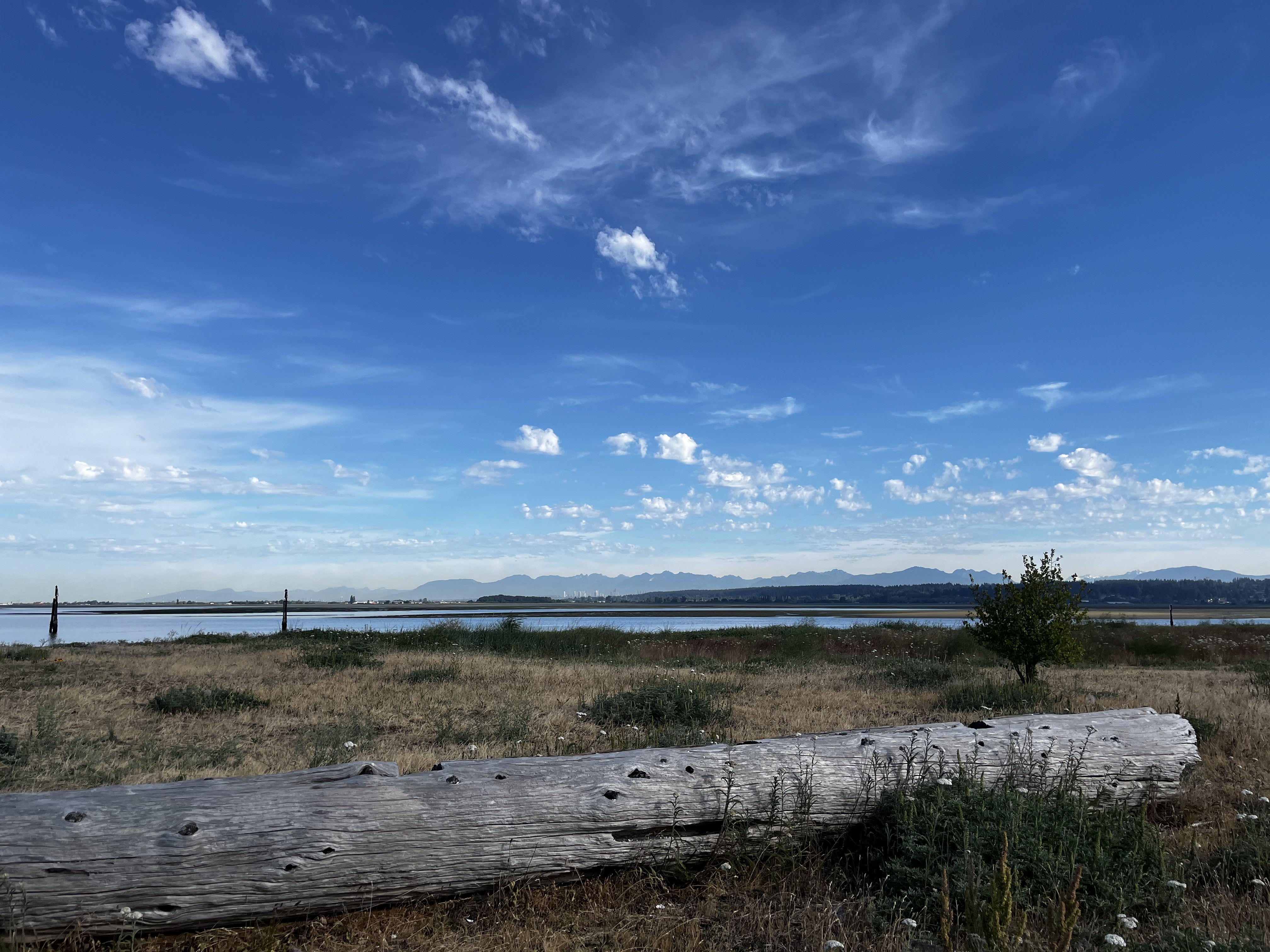Delta Naturalists Outing to Blackie Spit, June 23, 2026