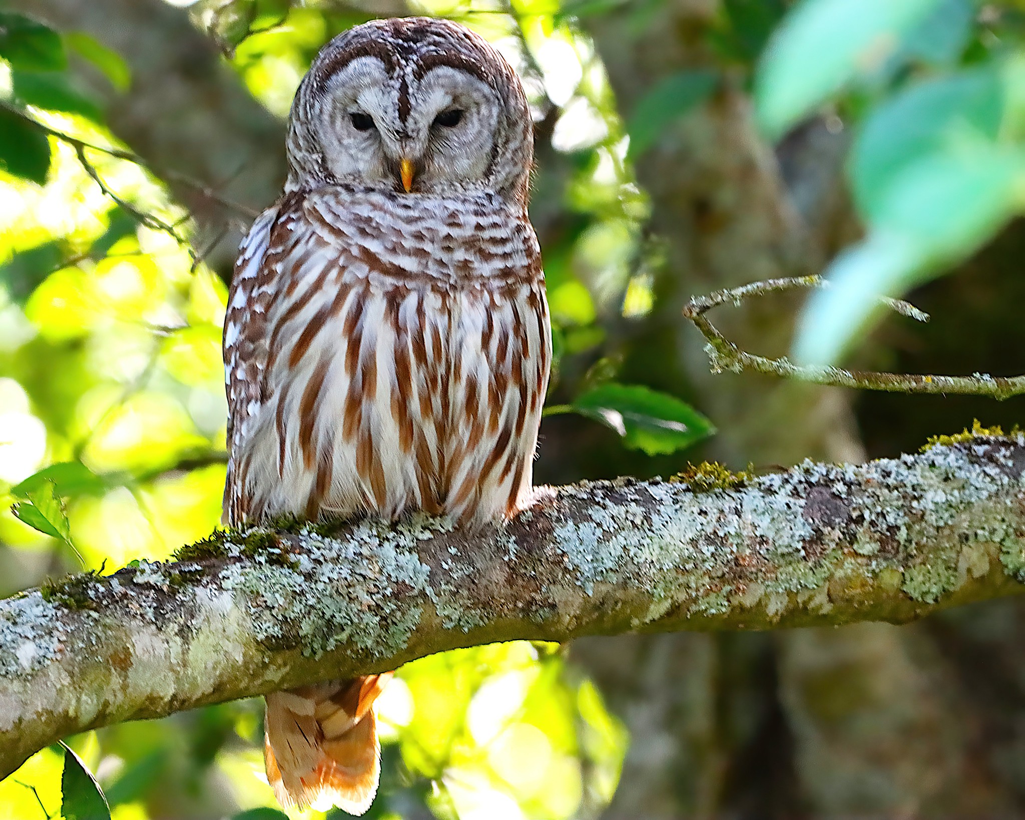 Delta Naturalists Outing to Alaksen National Wildlife Area, July 7, 2026
