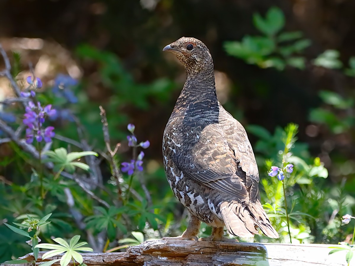 Delta Naturalists Outing to Manning Park, July 15,&nbsp;2026
