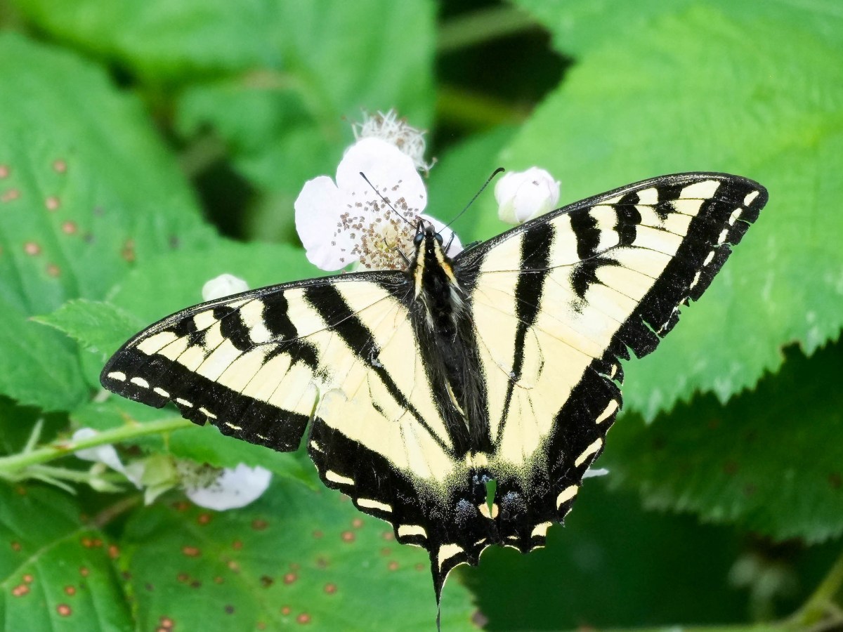 Delta Naturalists Outing to Jackman Wetlands, July 21,&nbsp;2026