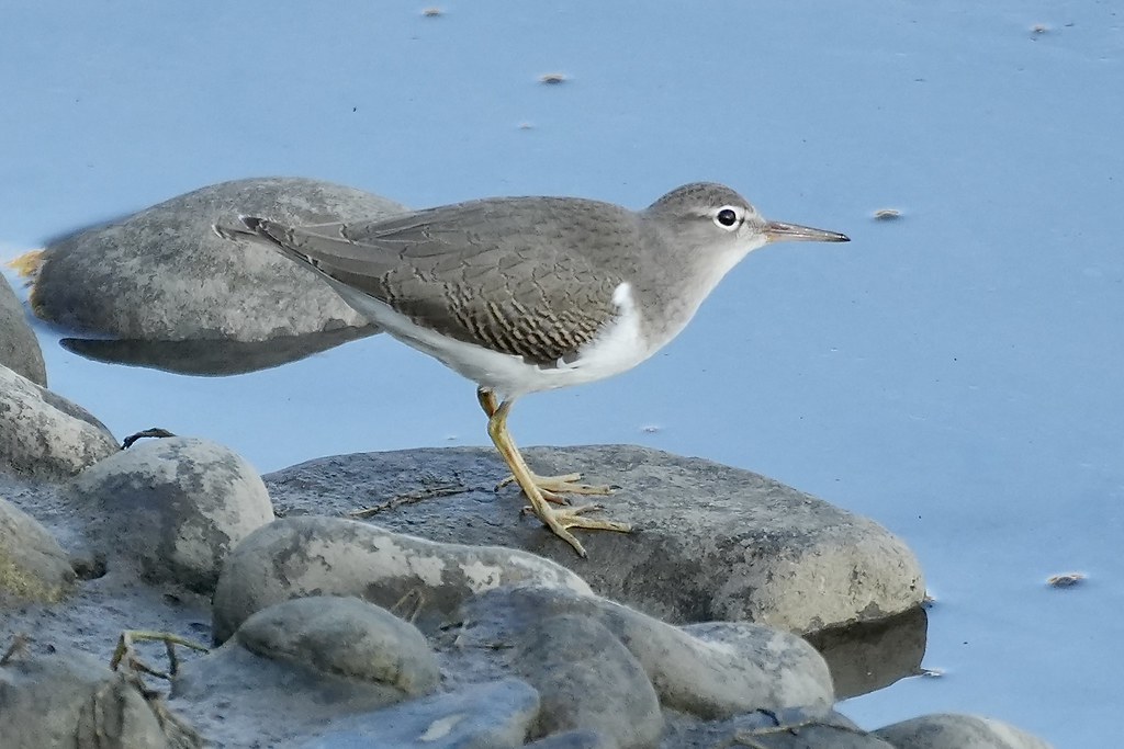 Delta Naturalists Outing to Serpentine Fen, September 16, 2026