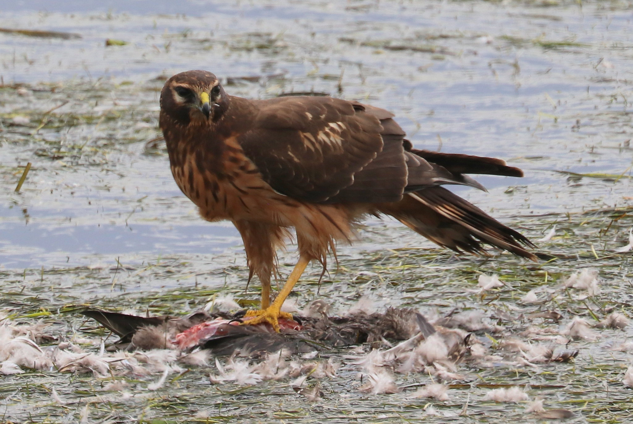 Northern Harrier eating a duck