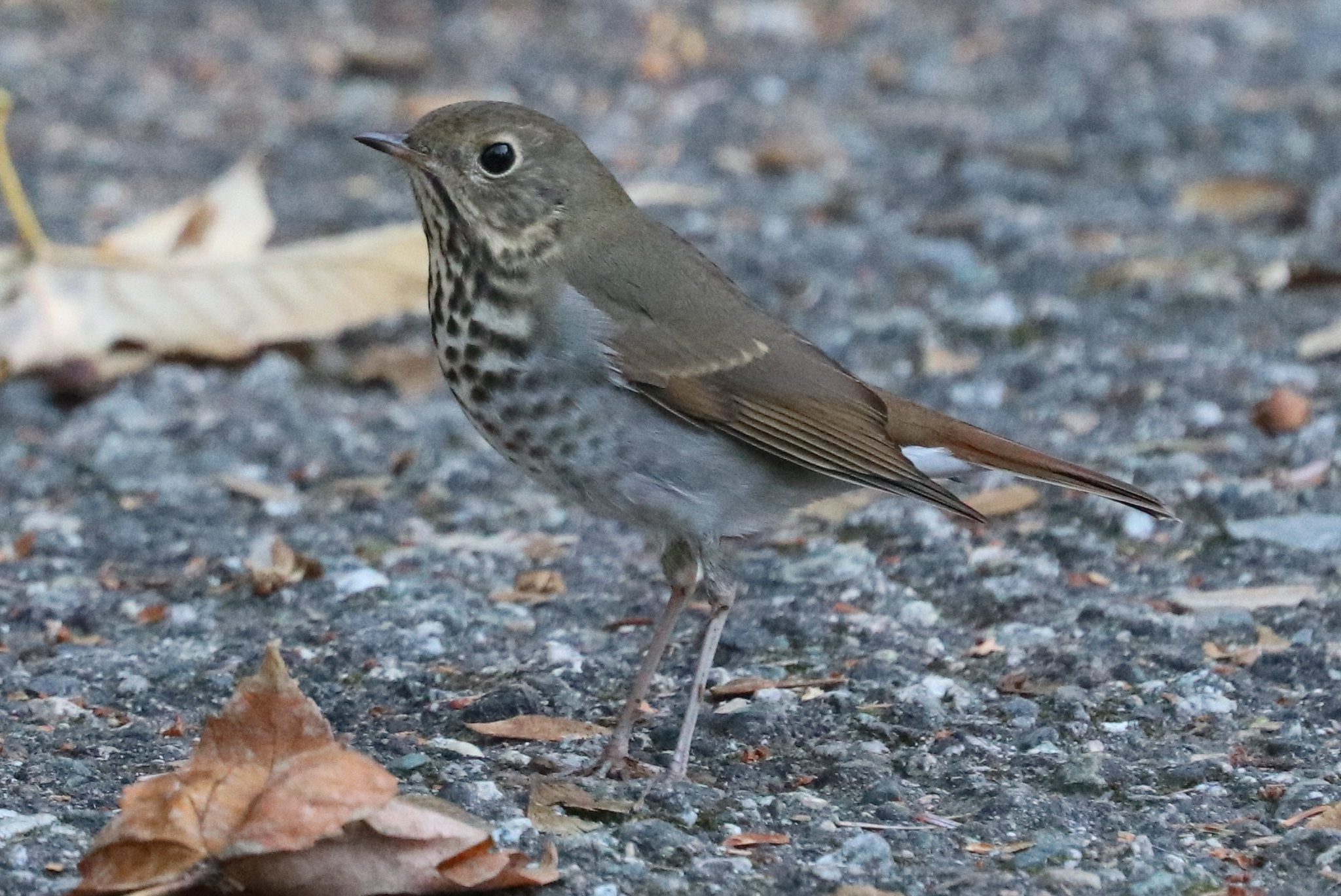 Delta Naturalists Outing to Terra Nova Rural Park, October 20, 2026
